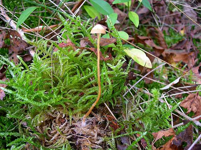 Galerina rubiginosa (Pers.) Khner